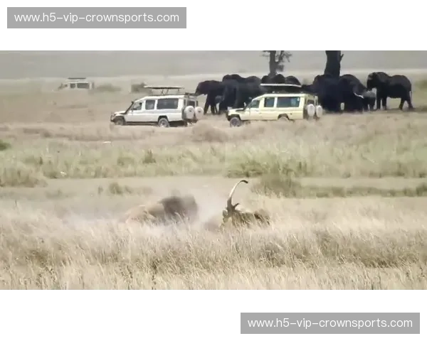 沙漠枭雄的巅峰对峙：当“绿鹰”遭遇“美索不达米亚雄狮”